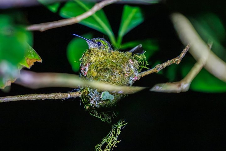 Monteverde Night Walk Tour: the night life of the forest - Photo 1 of 14